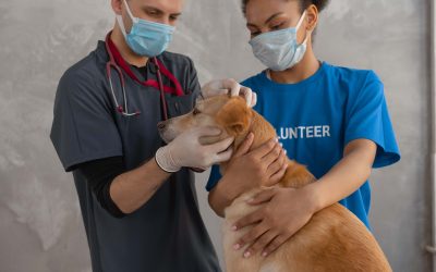 Pet Insurance Continues to Grow, So What are the Benefits?