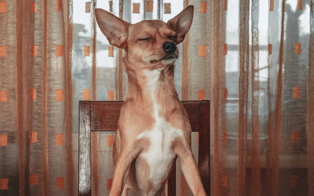 Top 3 Tips to Ensure Your Furry Friend is Eating Healthy