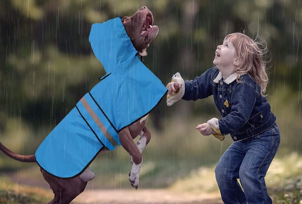 What is an Emergency Pet Kit and How to Make One