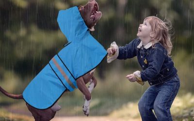 What is an Emergency Pet Kit and How to Make One