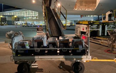 What Happens at The Airport Once You Drop off Your Pet?