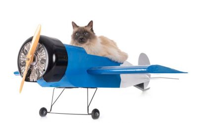 How To Prepare My Pet for Travel