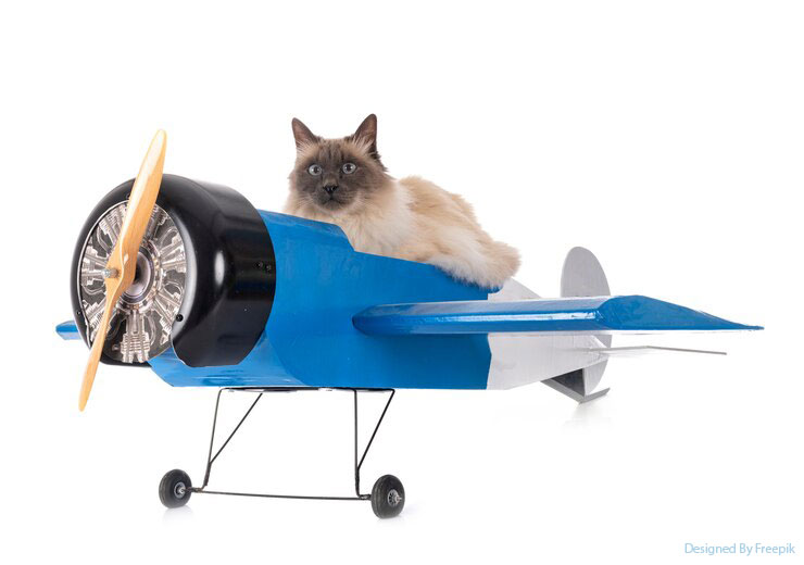 How To Prepare My Pet for Travel