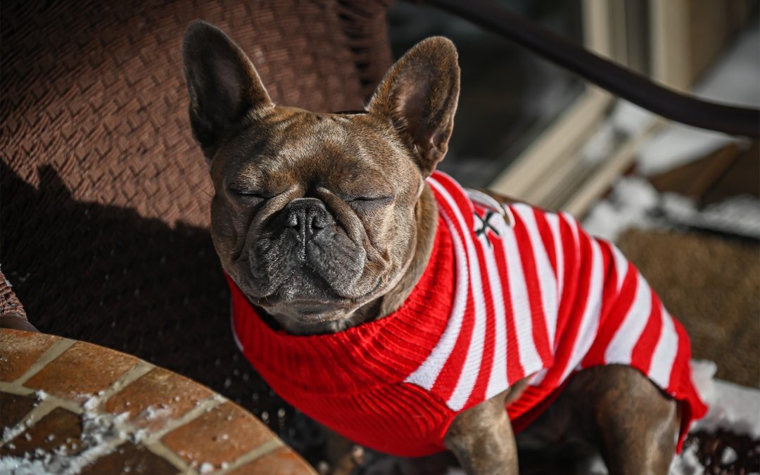 Protecting your Pet from Ice and Snow This Winter