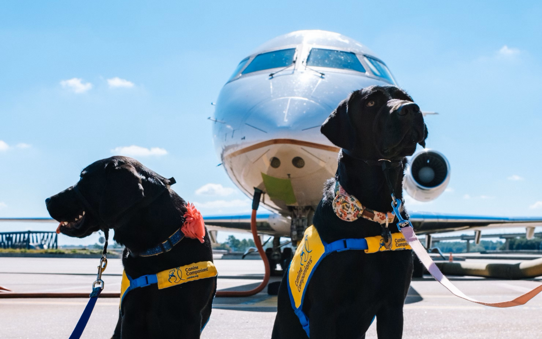 How To Get Your Service Animal Ready for Travel