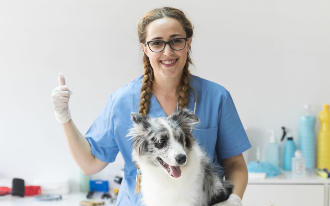 How VCA Canada Supports Domestic and Global Pet Travel