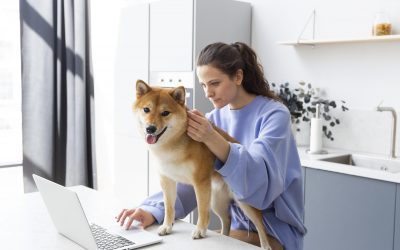 How to Choose a Trusted Provider for Animal Transportation in Canada