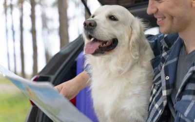 Your Guide to Pet Transport Within Canada