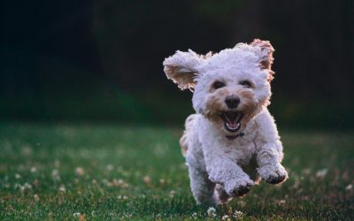 Four Dog-Friendly Destinations in Australia